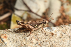 Melanoplus mancus