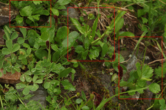 Ranunculus altaicus