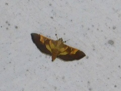 Orphanostigma