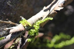 Hypnum plumaeforme