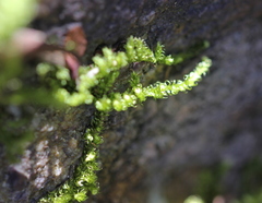 Hypnum plumaeforme