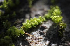 Hypnum plumaeforme
