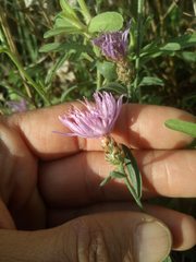 Centaurea tenacissima