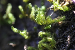Hypnum plumaeforme