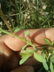 Centaurea tenacissima
