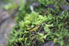 Hypnum plumaeforme