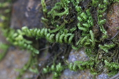 Hypnum plumaeforme