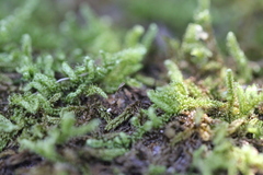 Hypnum plumaeforme