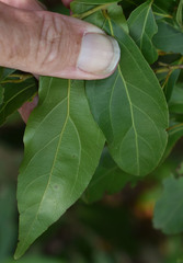 Cryptocarya triplinervis riparia