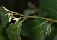 Cryptocarya triplinervis riparia