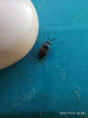 Deraeocoris punctulatus