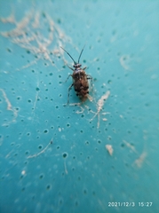 Deraeocoris punctulatus