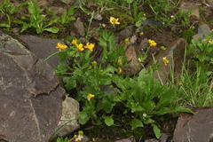 Ranunculus altaicus
