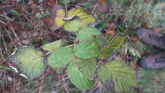 Rubus
