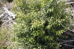 Halleria lucida