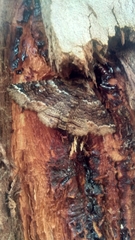 Anticlea multiferata