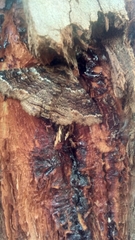 Anticlea multiferata