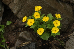 Ranunculus altaicus