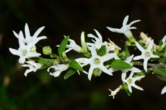 Cyphanthera anthocercidea