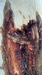 Anticlea multiferata