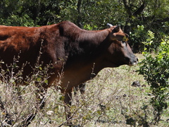 Bos