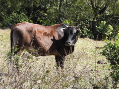Bos