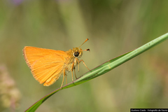 Corticea immocerinus