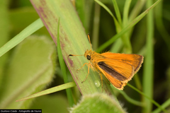 Corticea immocerinus