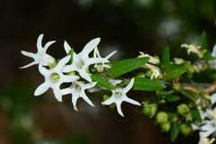 Cyphanthera anthocercidea