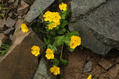 Ranunculus altaicus