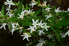 Cyphanthera anthocercidea