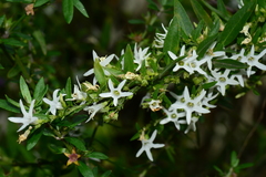 Cyphanthera anthocercidea