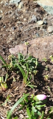 Draba pusilla