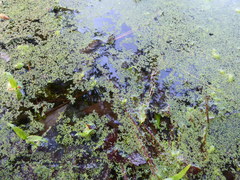 Wolffia brasiliensis