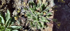 Draba pusilla