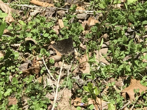 Juvenal's Duskywing photo 3