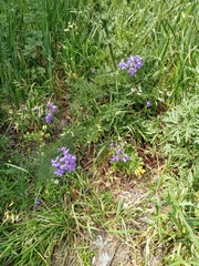 Delphinium consolida