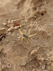 Leiurus hebraeus