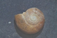 Perpolita hammonis