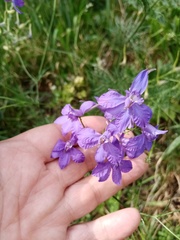 Delphinium consolida