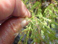 Erica axillaris