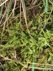 Cirriphyllum