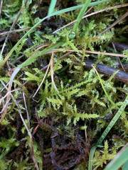 Cirriphyllum