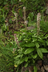 Macropodium nivale