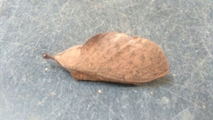 Gastropacha quercifolia