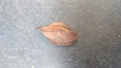 Gastropacha quercifolia