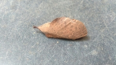 Gastropacha quercifolia