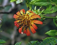 Mutisia campanulata
