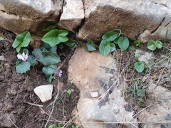 Cyclamen africanum image