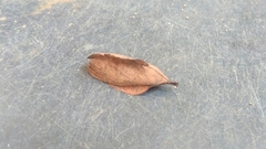 Gastropacha quercifolia